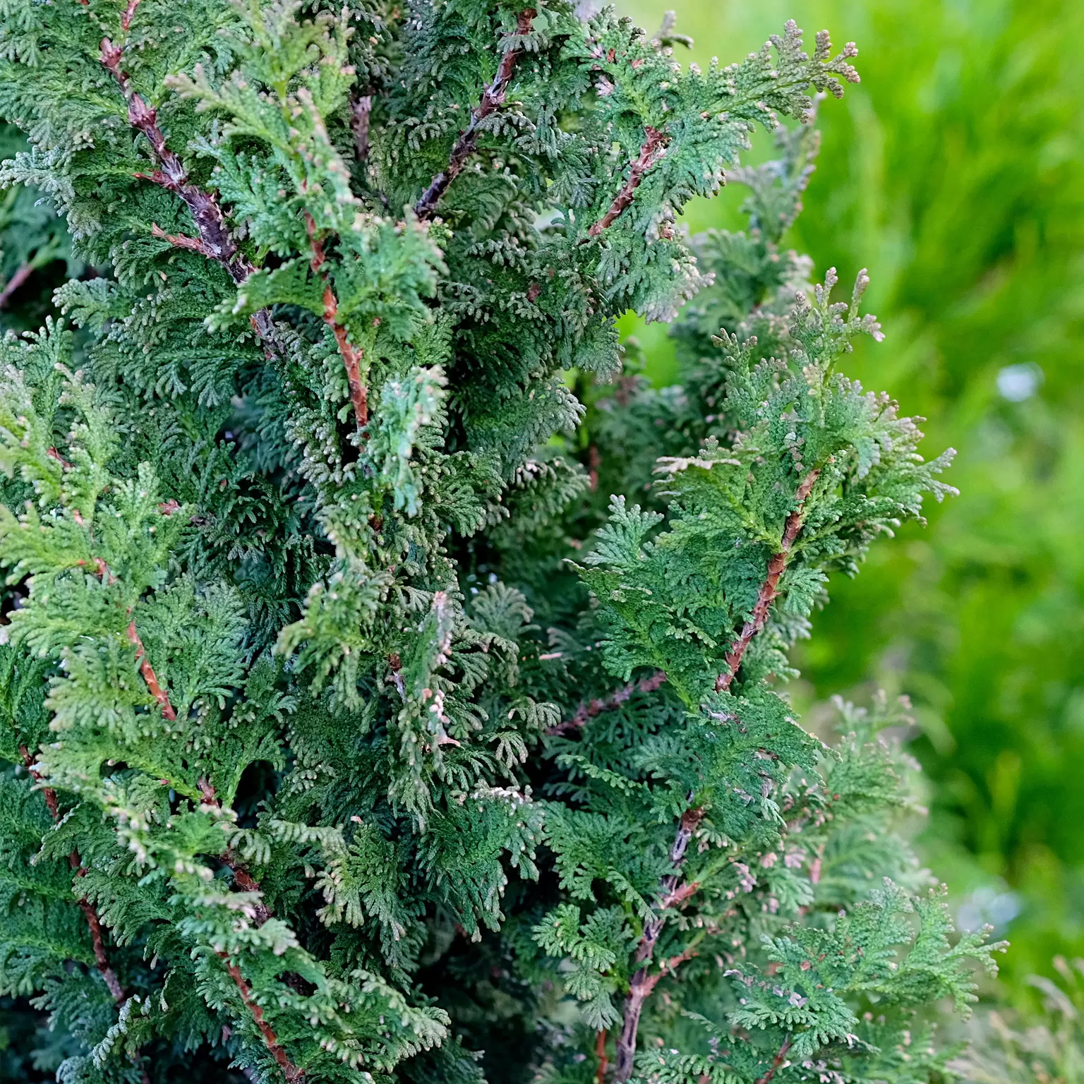 Thuja occidentalis 'Brobeck's Tower' 1L - Cowell's Garden Centre ...