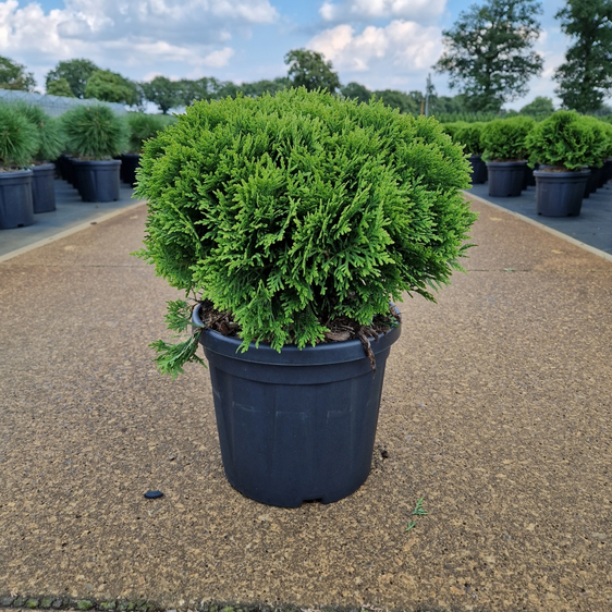 Thuja occidentalis 'Danica' 6L