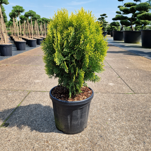 Thuja occidentalis 'Danica Aurea' 8L