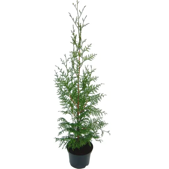 Thuja plicata 'Gelderland' 1L