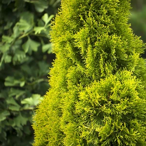 Thuja 'Golden Smaragd'