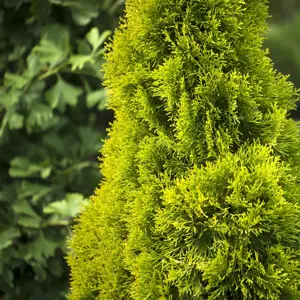 Thuja 'Golden Smaragd' (Extra Large)