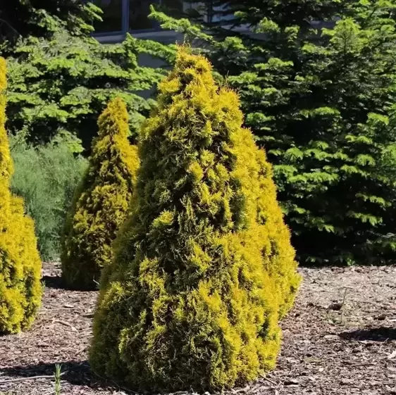 Thuja occidentalis 'Golden Smaragd' 15L