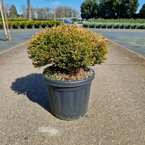 Thuja occidentalis 'Golden Tuffet' 1L - image 2