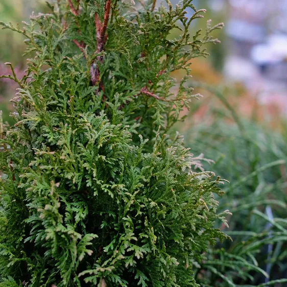 Thuja occidentalis 'Hurricane' 1L