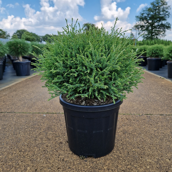 Thuja occidentalis 'Mr Bowling Ball' 8L