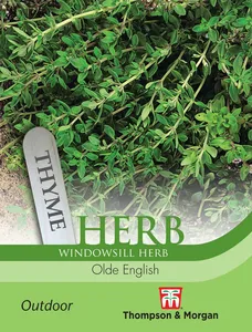 Thyme Olde English - image 1