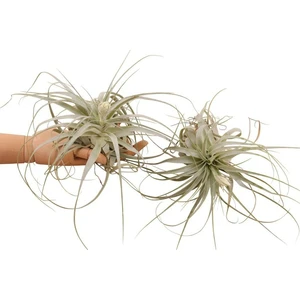Tillandsia gardneri - Air Plant