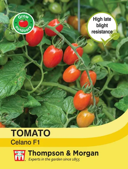 Tomato Celano - image 1