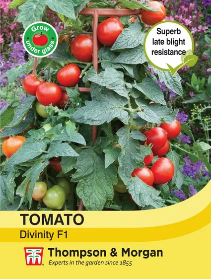 Tomato Divinity - image 1