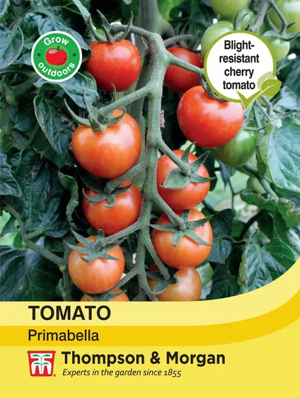 Tomato Primabella - image 1