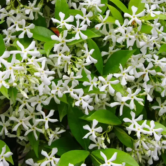 Trachelospermum jasminoides 'Winter Ruby' 2L - image 2