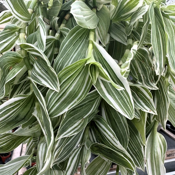 Tradescantia 'Albovittata'