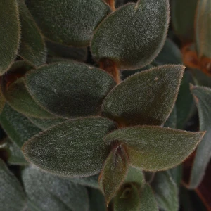 Tradescantia 'Brown Hill'