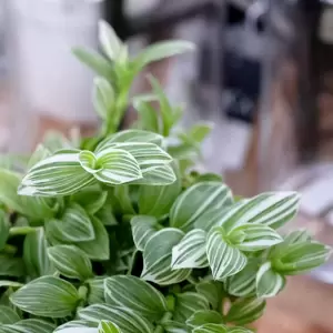 Tradescantia fluminensis