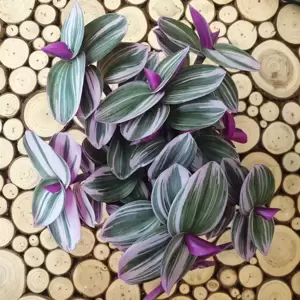 Tradescantia Nanouk - Fantasy Venice 12cm - image 3