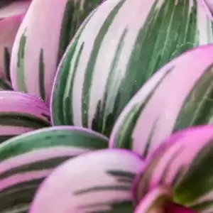 Tradescantia Nanouk - Fantasy Venice