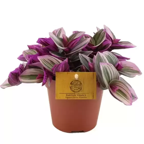 Tradescantia Nanouk - Fantasy Venice 12cm - image 2