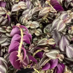Tradescantia 'Pink Paradise'