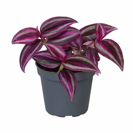 Tradescantia 'Pink Paradise' 6cm - image 2