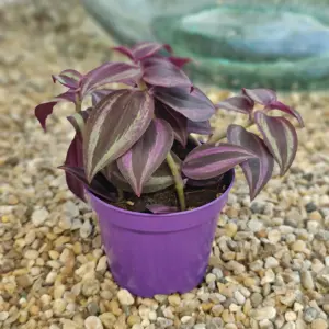 Tradescantia 'Purple Passion'