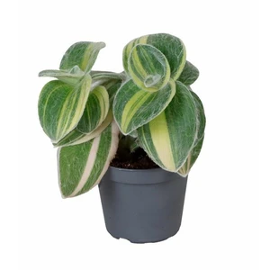 Tradescantia sillamontana variegata