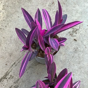 Tradescantia 'Sitara Pink'