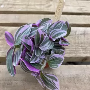 Tradescantia 'Sweetness'