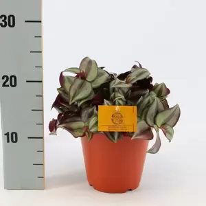 Tradescantia zebrina - Silver Sicilian 12cm - image 3