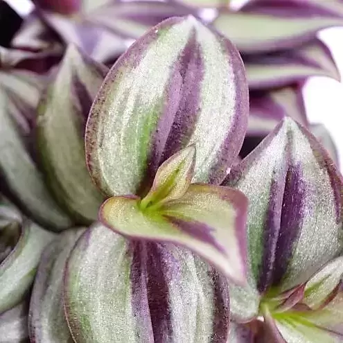 Tradescantia zebrina - Silver Sicilian 8.5cm