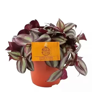 Tradescantia zebrina - Silver Sicilian 12cm - image 2