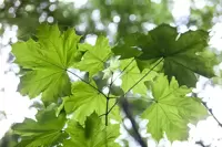 Trees