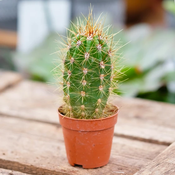 Trichocereus pasacana