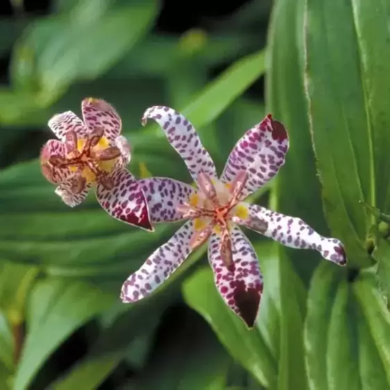 Tricyrtis formosana 'Empress'