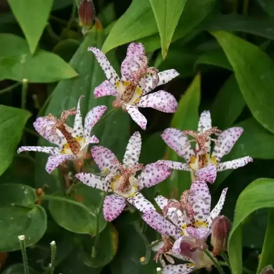 Tricyrtis formosana 'Pink Freckles' 1L