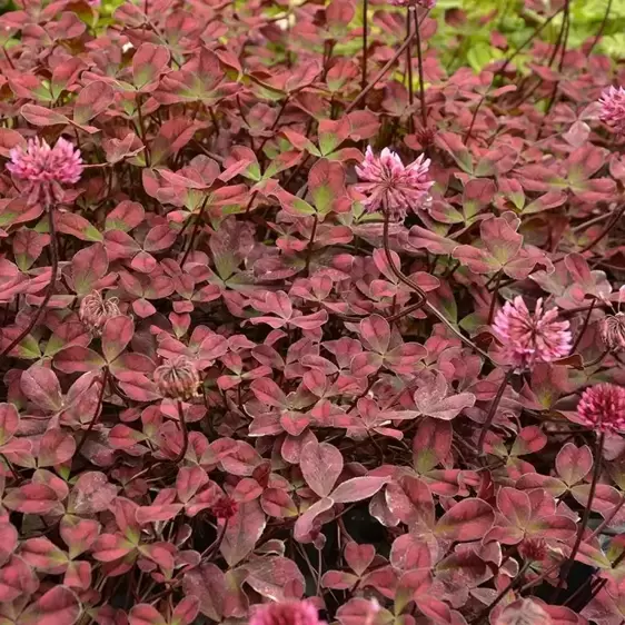 Trifolium Angel Clover™ 'Beauty'