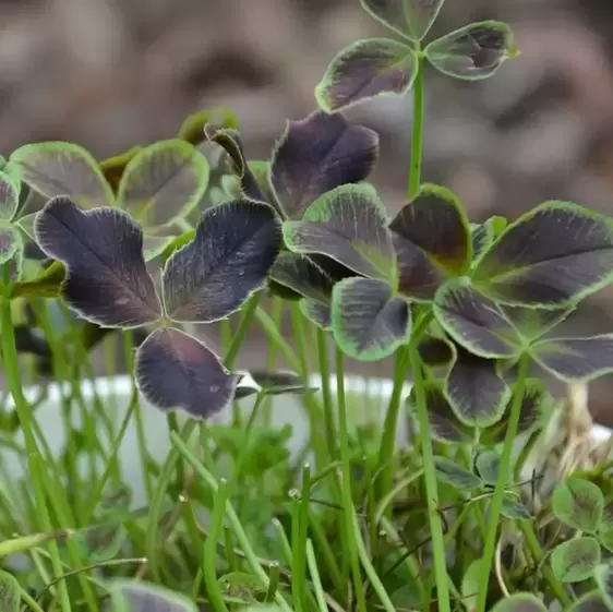 Trifolium Angel Clover™ 'Onyx' 10.5cm