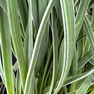 Tulbaghia violacea 'Silver Lace' - image 2