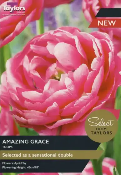 Tulip Amazing Grace