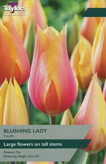 Tulip Blushing Lady