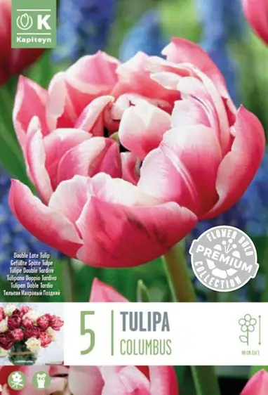 Tulip Columbus