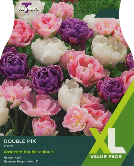 Tulip Double Mix