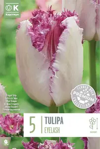 Tulip Eyelash