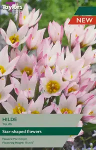 Tulip Hilde