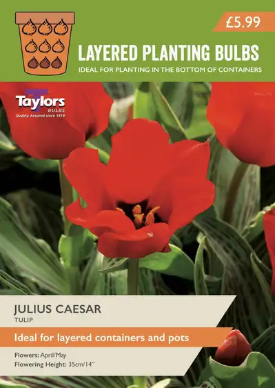 Tulip Julius Caesar