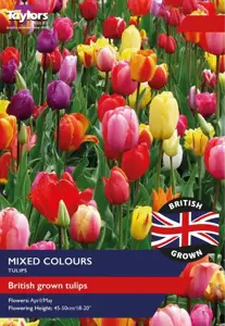 Tulip Mixed