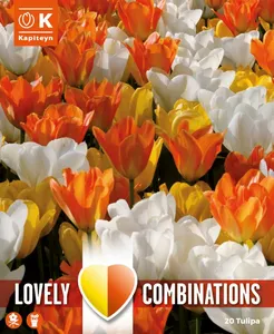 Tulip Orange & White Mix