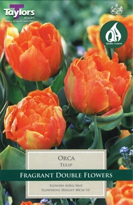 Tulip Orca