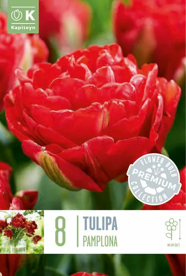 Tulip Pamplona