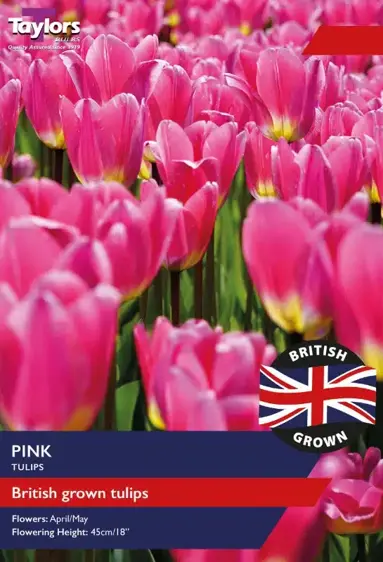 Tulip Pink